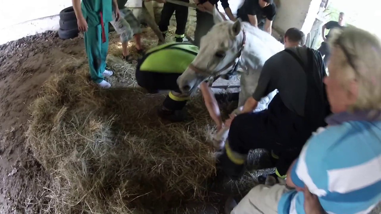 Il trouve sa jument coincée dans  un trou et essai de sauver l'animal. Moment éproouvant