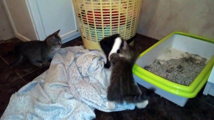 Mini gatitos jugando
