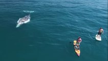 Tranquillement, ils font du paddle entourés de baleines