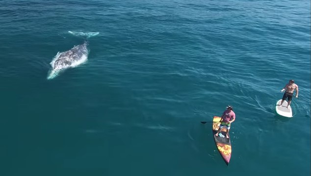 Tranquillement, ils font du paddle entourés de baleines