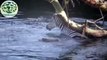 Crocodiles hunt prey - The horrific attacks of Crocodiles