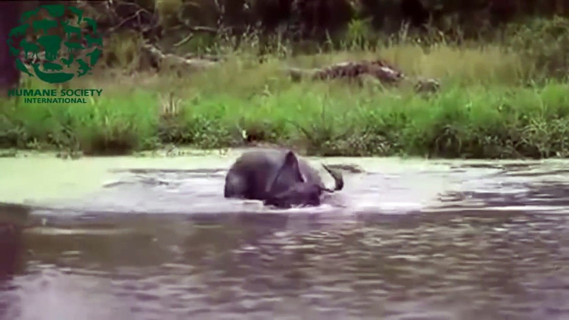 Crocodiles vs buffalo, Crocodiles vs hippo - Wild animals fight to death Crocodile attack prey