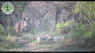 LION vs RHINO - The real fight of Lions and Rhino
