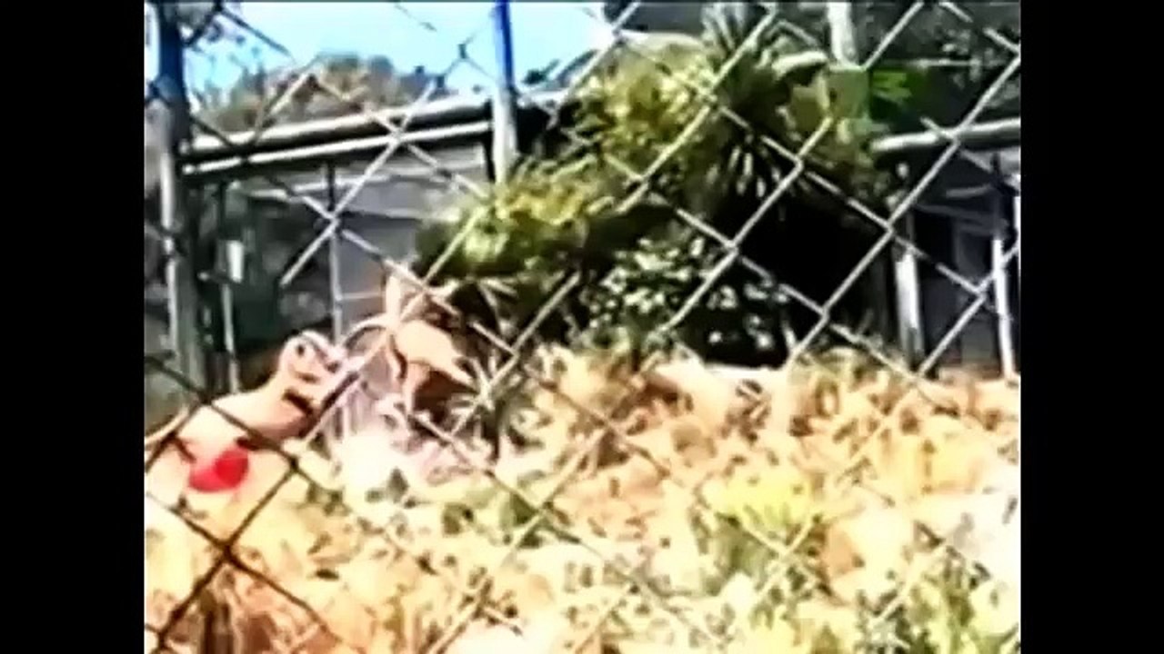 في مشهد صادم أصاب المشاهدين بالذهول شاهد عندما تثأر الحيوانات المفترسة والأليفة من البشر