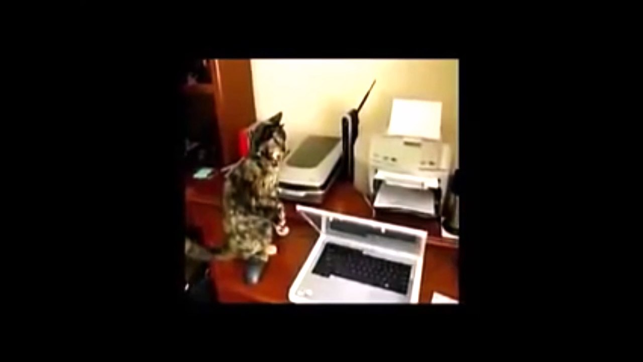 Funny cat expression with machine in the world