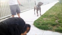 pit bull vs rottweiler!!! mastiff size bully vs huge rottweilers