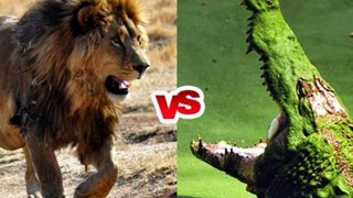 Incridible Insane Crocodile Vs Lion!! Wild Animal Versus!!