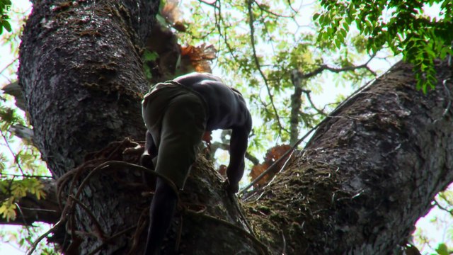 Cet homme grimpe à près de 40 mètres de hauteur, quand vous saurez pourquoi, ça vous fera mal au cœur !