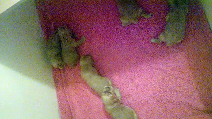 Portée Fanchon de la Petite Pinochère née le 27 avril 2016