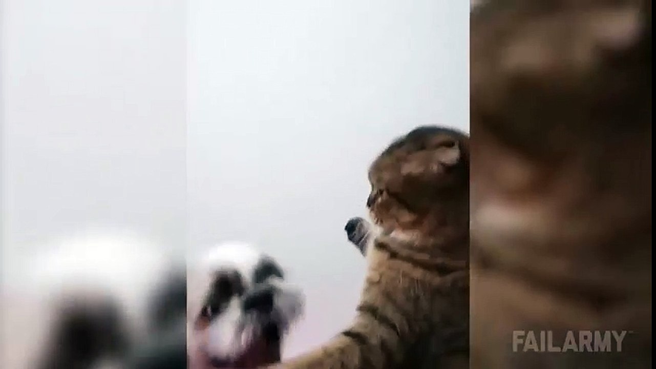 Boxing between a cat and a dog