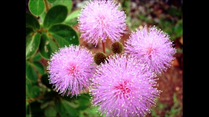 Flor do cerrado - Dorme dorme