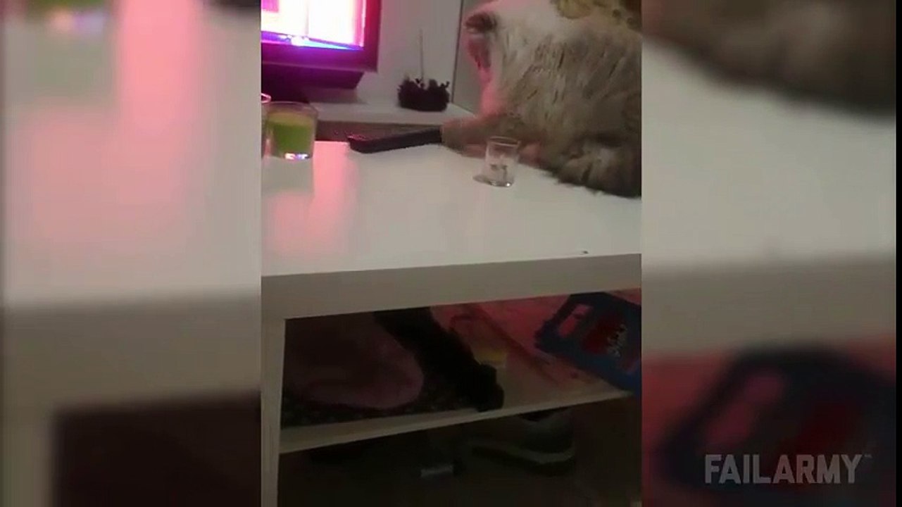 Disobedient cat