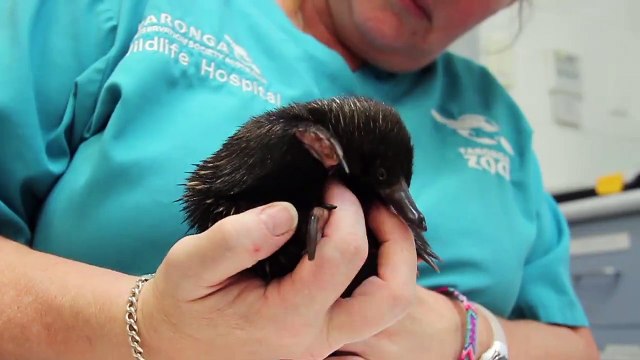 Orphaned echidna