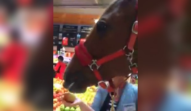 Un cheval mange des pommes dans un supermarché