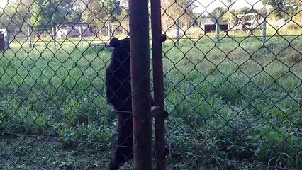 Un ours marche debout comme les humains