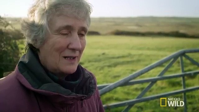 Questo Anziano Cane È Completamente Cieco, Ma Guardate Cosa Fa Il Gatto A Sinistra...