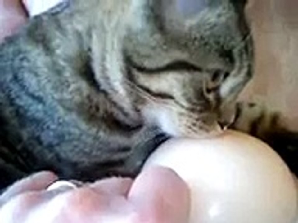 BITTY KITTY