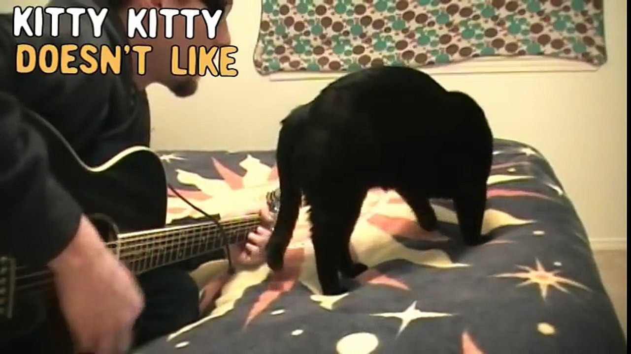 Kitty doesn t like...