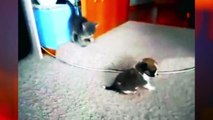 PELEA_ gato vs perro cachorros batalla final - cat vs dog fight final  2016