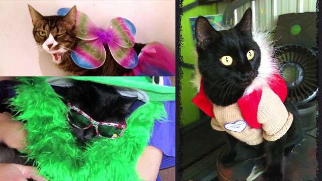 N2 the Talking Cat - Preppy Kitty Style (Psy Oppa Gangnam Style Parody)