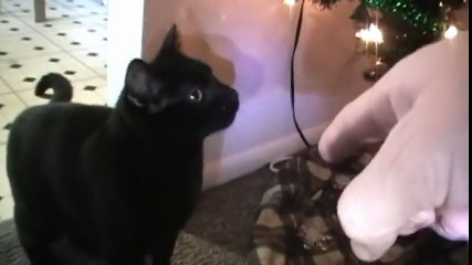 Talking Kitty Cat 24 - What s Christmas