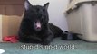 Talking Kitty Cat - ♫ Stupid Stupid World ♫