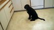 Awesome dog Tricks part VIII: Cruiser Labradoodle Tricks: 16 + tricks at 7 months. Smart dog!
