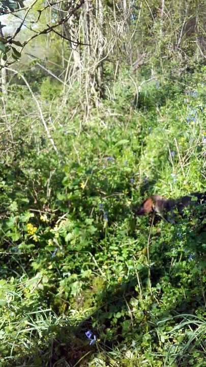 Merveille de la plaine aux lièvres en initiation à la recherche au sang