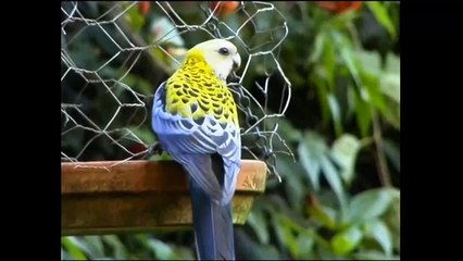 paradise parrots in the world Hd video