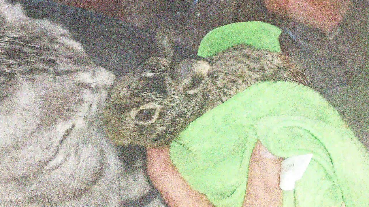 Wild rabbit 1