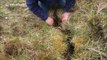 Lamb rescued from tiny crack in the ground by walkers