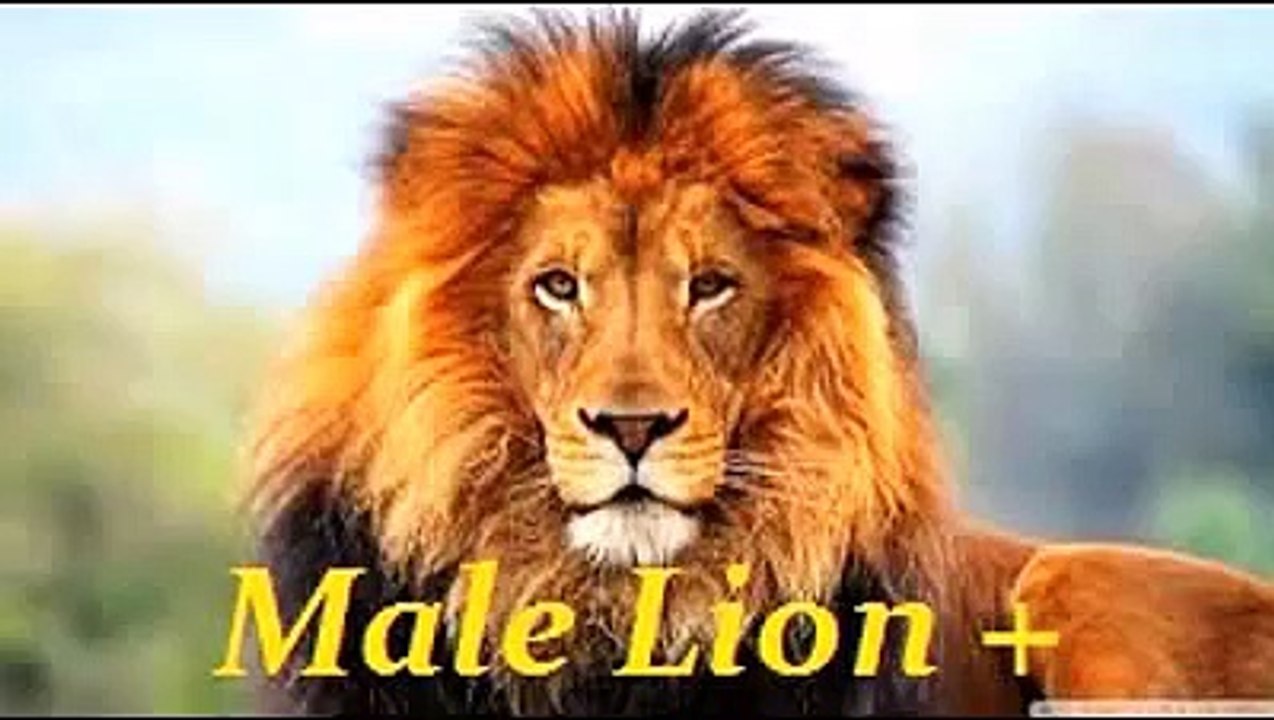 Rare Animal Hybrids, You Won't Believe Existed....