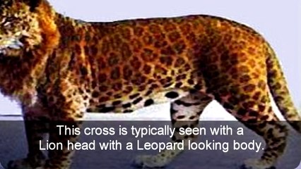 Top 7 Amazing and Rare Animal Hybrids