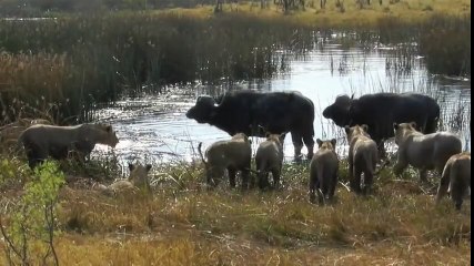 Lions kill Cape Buffalo