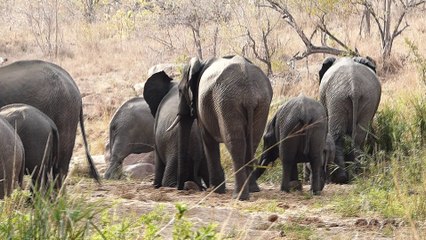 Baby Elephant at Kruger National Park.