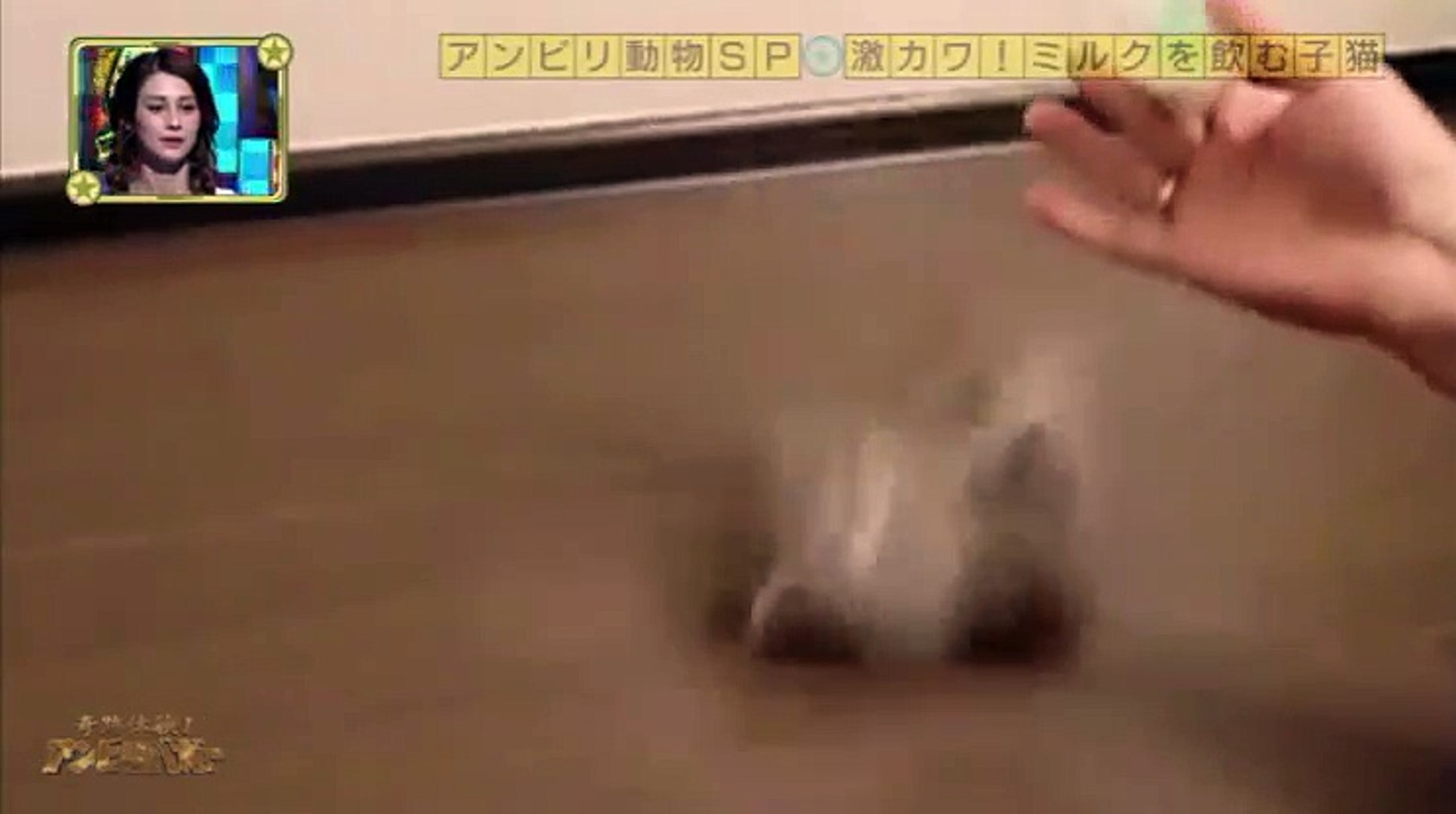 奇跡体験 アンビリバボー 胸キュン動物sp 5月12日 動画 Dailymotion