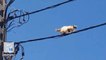 Daredevil cat walks high-wire to avoid rescue