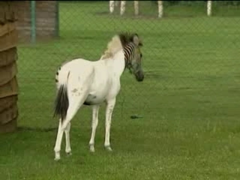 Zebra o cavallo?