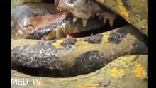 Anaconda vs Crocodile