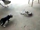 Cat Got Scared From Cobra-Funny Videos-Whatsapp Videos-Prank Videos-Funny Vines-Viral Video-Funny Fails-Funny Compilations-Just For Laughs