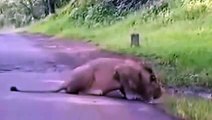OMG !! Lion Comes On Road-Funny Videos-Whatsapp Videos-Prank Videos-Funny Vines-Viral Video-Funny Fails-Funny Compilations-Just For Laughs