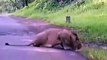 OMG !! Lion Comes On Road-Funny Videos-Whatsapp Videos-Prank Videos-Funny Vines-Viral Video-Funny Fails-Funny Compilations-Just For Laughs