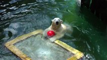 Eisbärin Anori und ihr Ijsbeer Luka spielen im Wasser im Zoo von Wuppertal