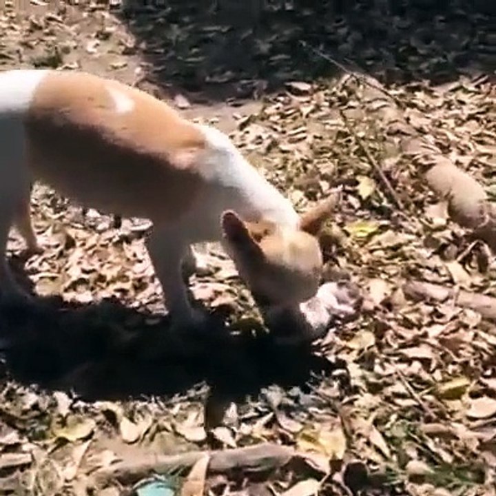 Questo cane ha perso il suo cucciolo, quello che ha fatto con il suo corpo senza vita è stato Strazi
