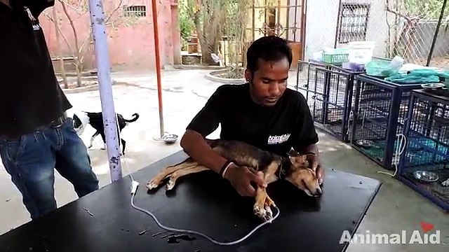 Un cane randagio crolla al suolo: ecco il suo richiamo d’aiuto disperato!