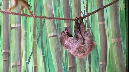 Un singe vole un morceau de fruit à un paresseux