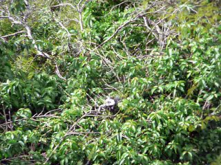 ST. THOMAS 008 P1080230