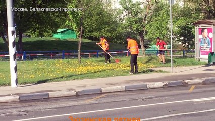 Рекорд Москвы по постриганию газона клюшкой! )))