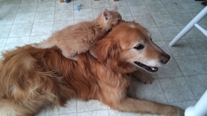 Die Neuesten Zuruck Nach Hause Die Unglaubliche Reise Videos Auf