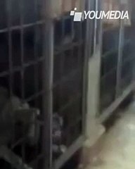 Prende a calci il cane in gabbia, la vendetta dell’animale è implacabile… COME HO GODUTO!